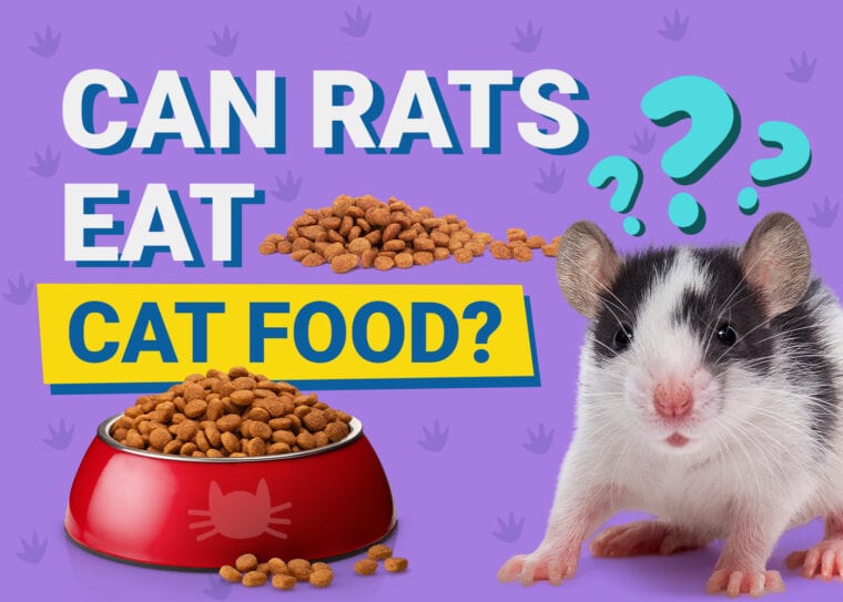 Can Rats Eat_cat food