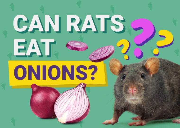 Can Rats Eat Onions