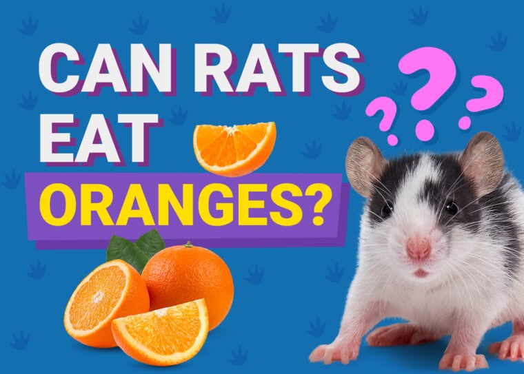 Can Rats Eat Oranges