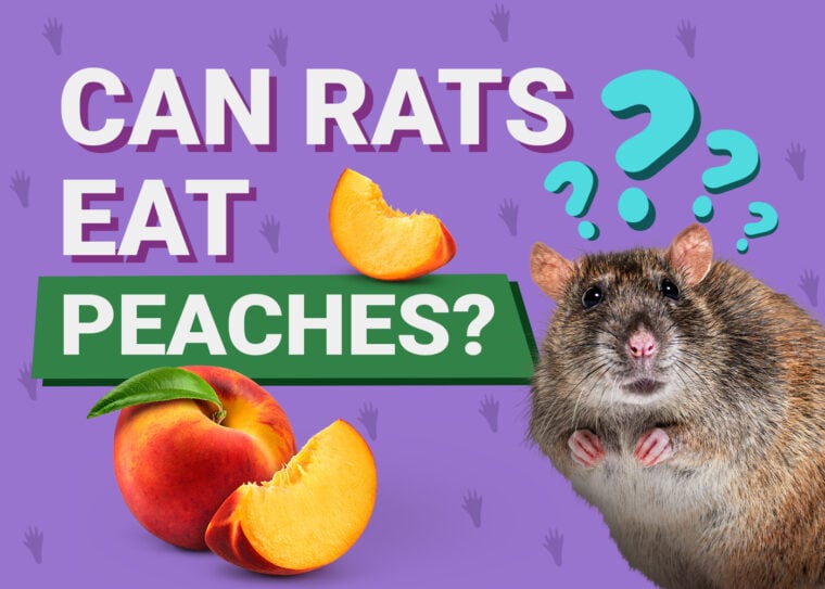 Can Rats Eat Peaches
