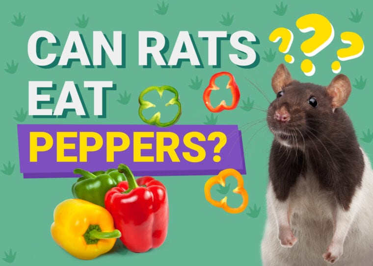 Can Rats Eat Peppers