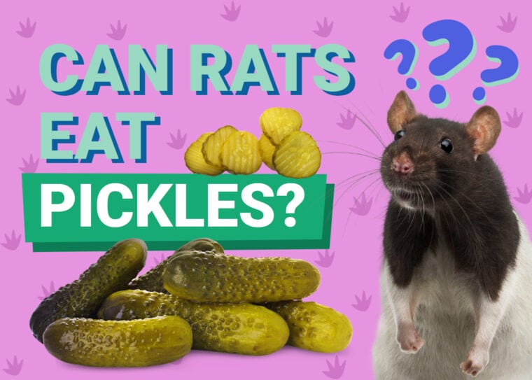 Can Rats Eat Pickles