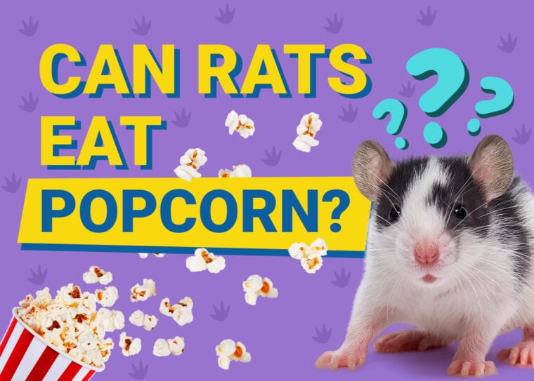 Can Rats Eat Popcorn