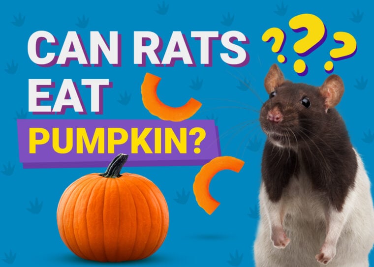 Can Rats Eat Pumpkin