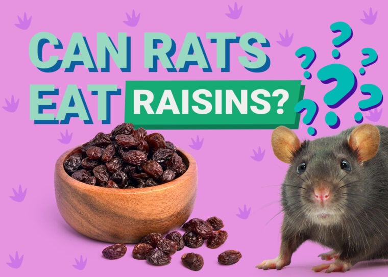 Can Rats Eat Raisins
