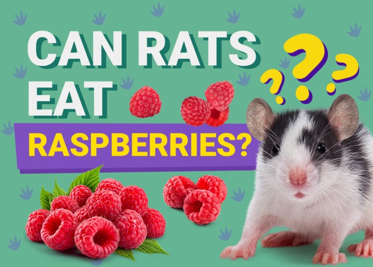 Can Rats Eat Raspberries