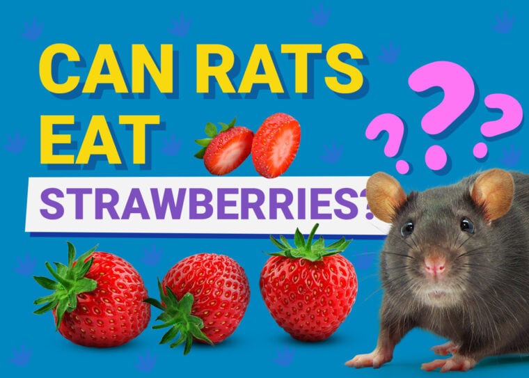Can Mice Eat Strawberries