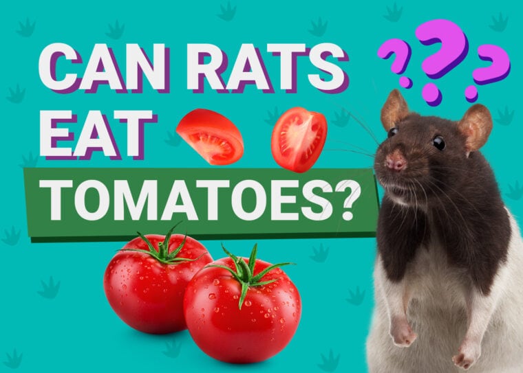 Can Rats Eat Tomatoes
