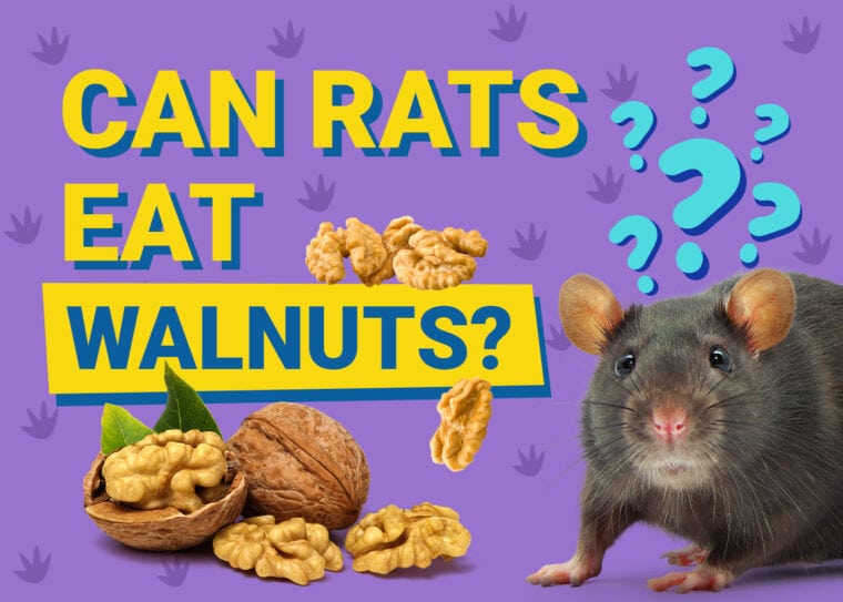 Can Rats Eat Walnuts