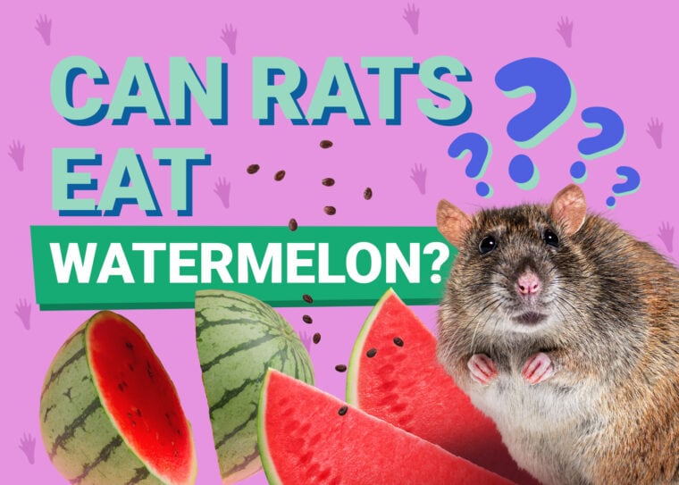 Can Rats Eat Watermelon