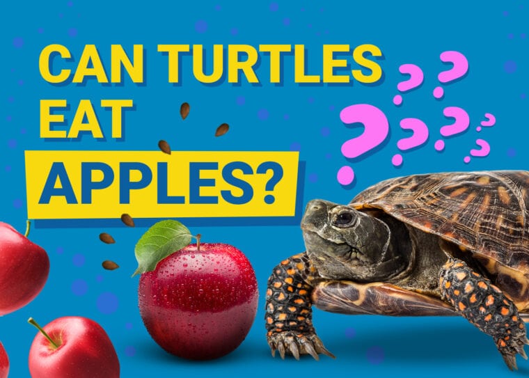 Can Turtles Eat Apples