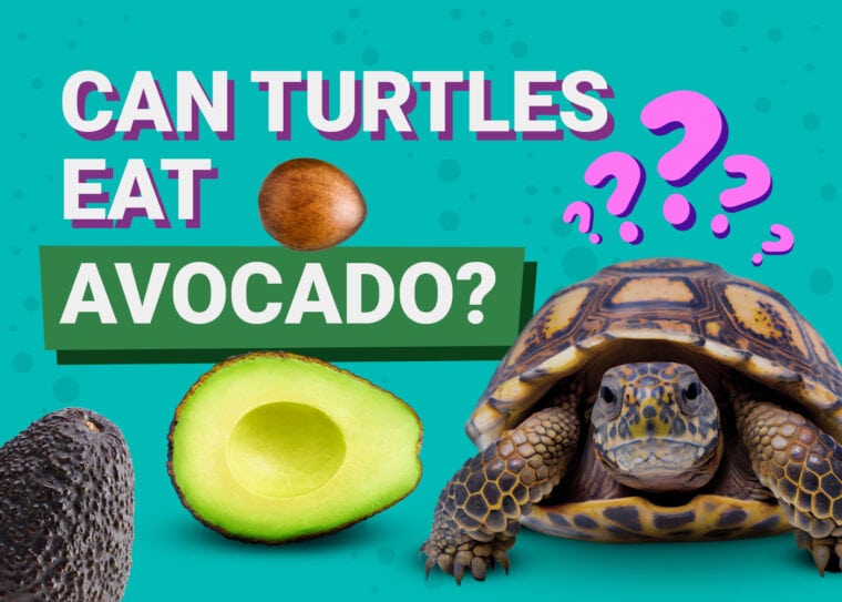 Can Turtles Eat Avocado