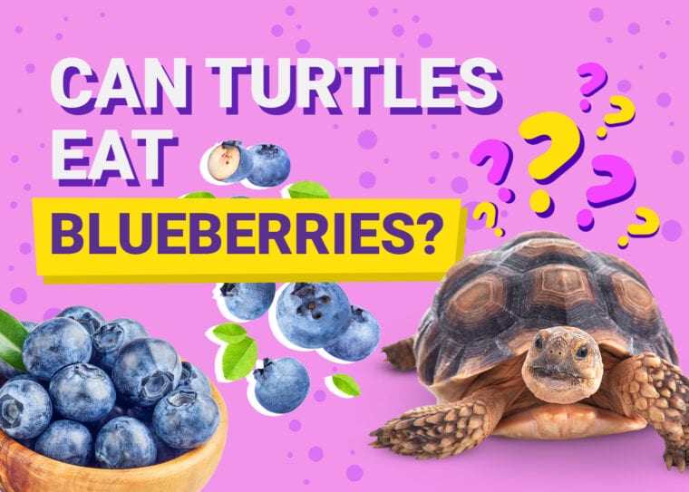 Can Turtles Eat Blueberries
