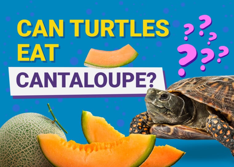 Can Turtles Eat Cantaloupe