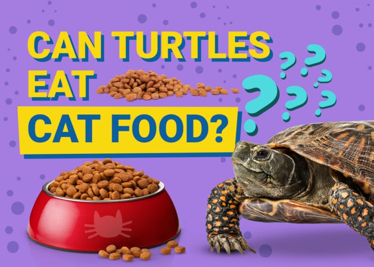 Can Turtles Eat Cat Food