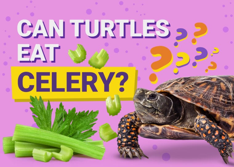 Can Turtles Eat Celery