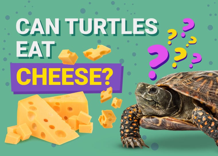 Can Turtles Eat Cheese