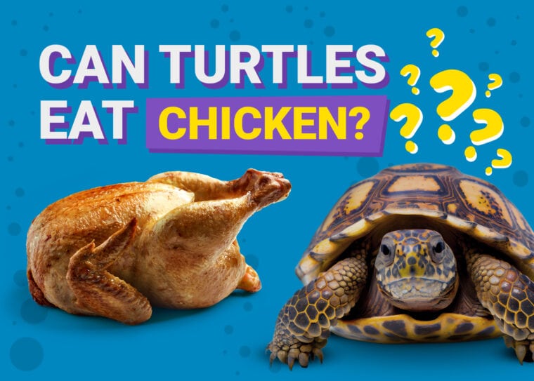 Can Turtles Eat Chicken