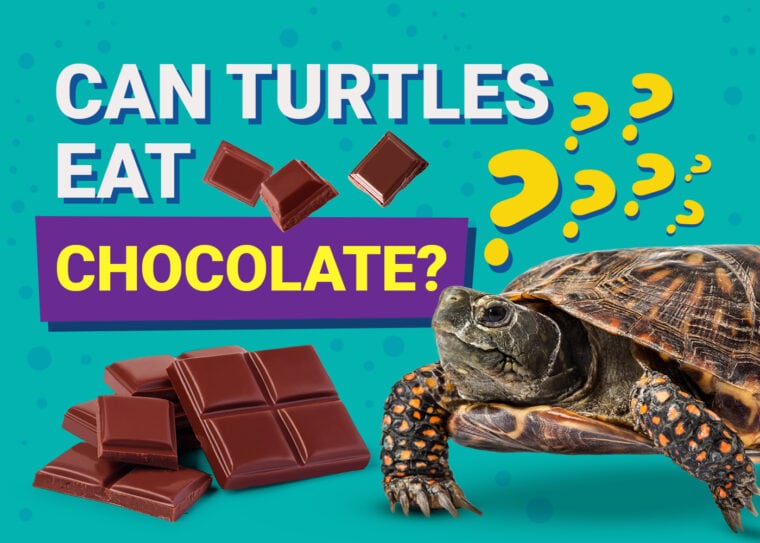 Can Turtles Eat Chocolate