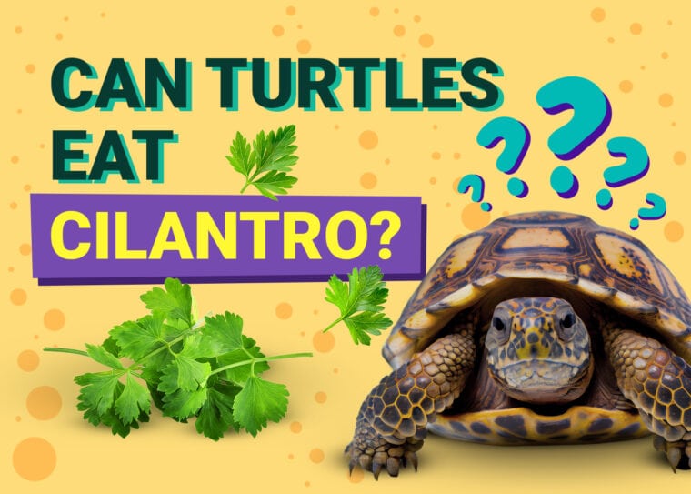 Can Turtles Eat Cilantro