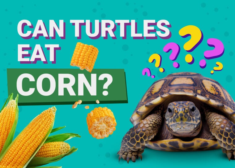 Can Turtles Eat Corn