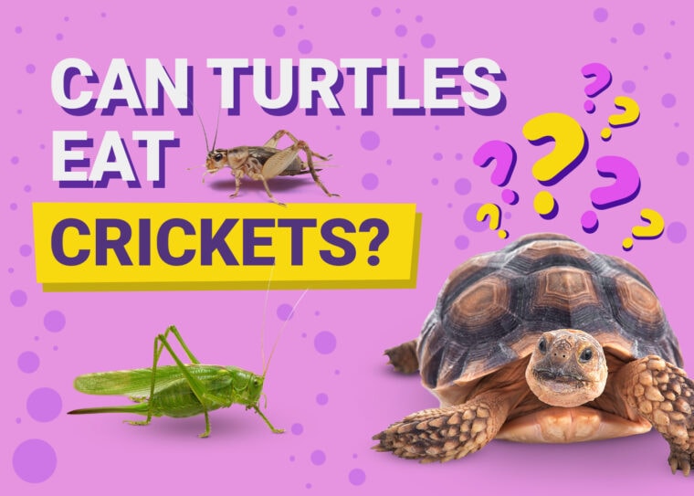 Can Turtles Eat Crickets