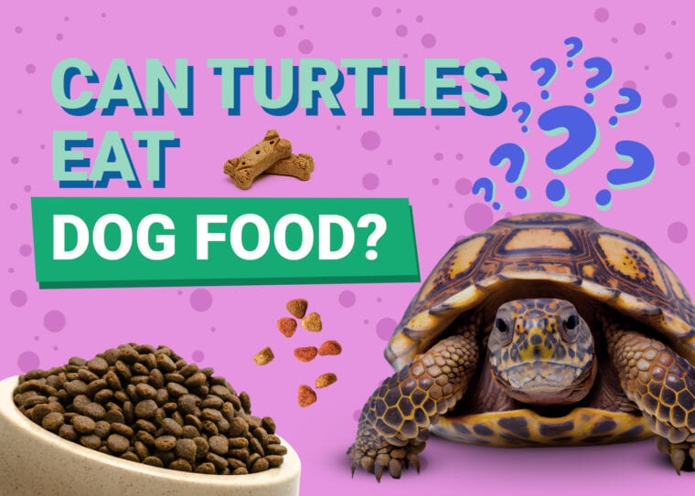 Can Turtles Eat Dog Food