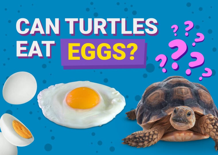 Can Turtles Eat Eggs