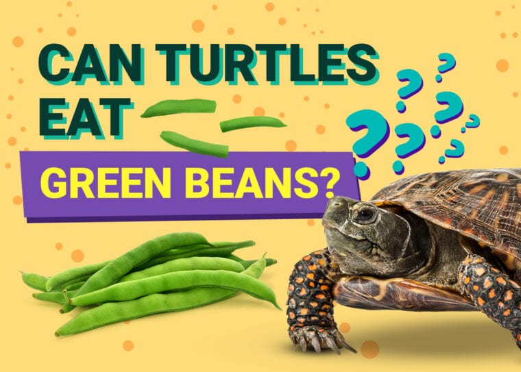 Can Turtles Eat Green Beans