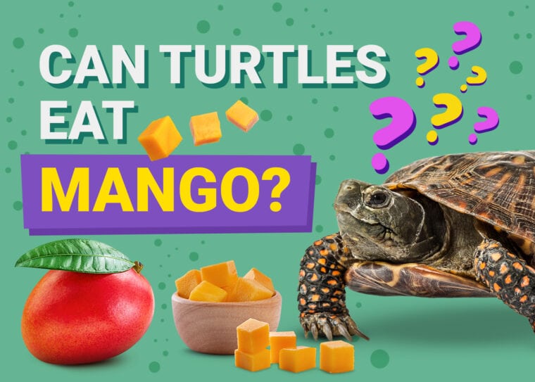 Can Turtles Eat Mango