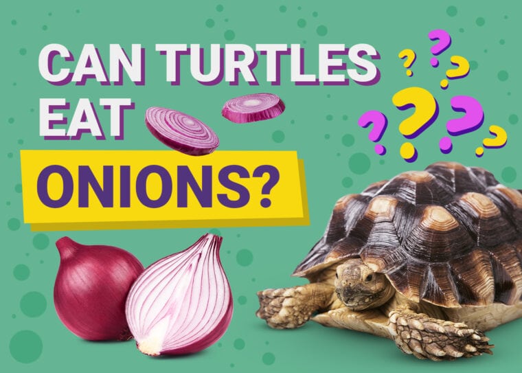 Can Turtles Eat Onions