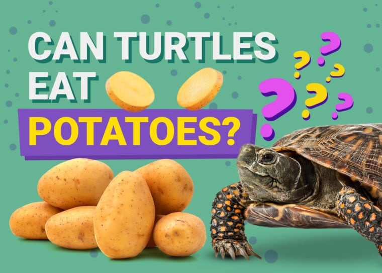 Can Turtles Eat Potatoes