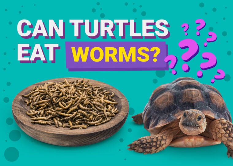 Can Turtles Eat Worms