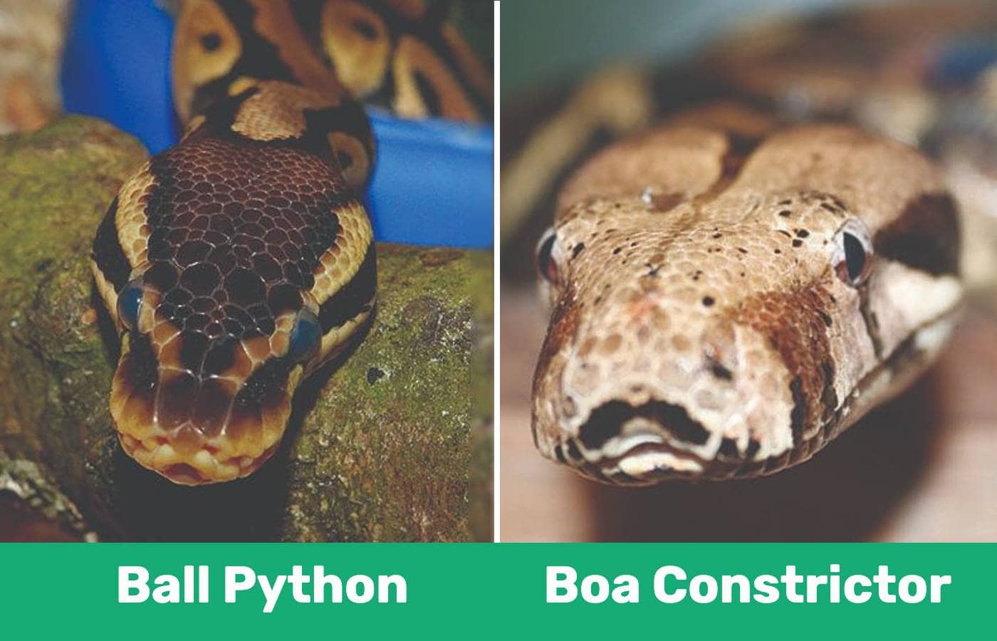 boa vs python real fight