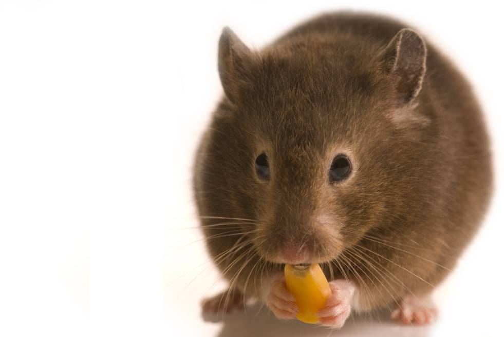 Rat Eat Corn seed_Gorgev_Shutterstock