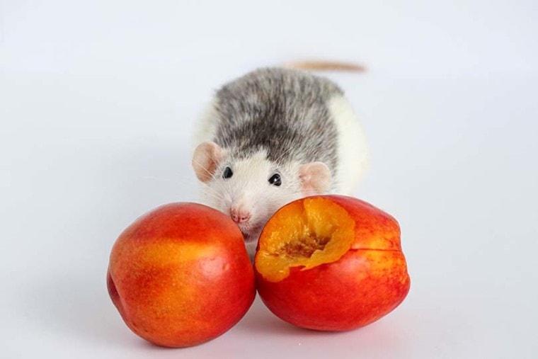 Rat Eating Peaches