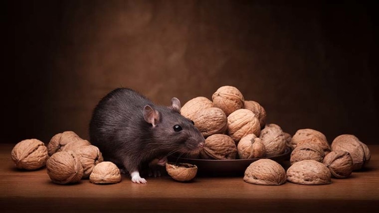 Rat Eating Wallnut