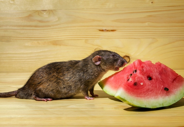 Rat eats a watermelon with seeds