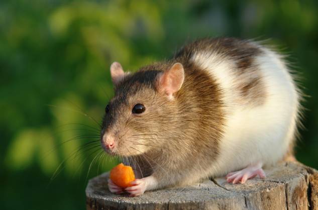 Rat eating carrot_Pshenichka_Shutterstock