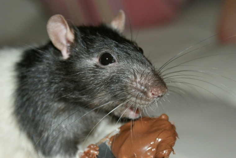 Mouse eating peanut butter