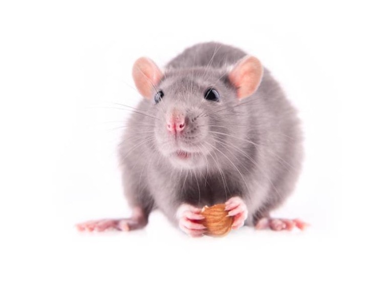 Rat holding the almods_USBFCO_Shutterstock