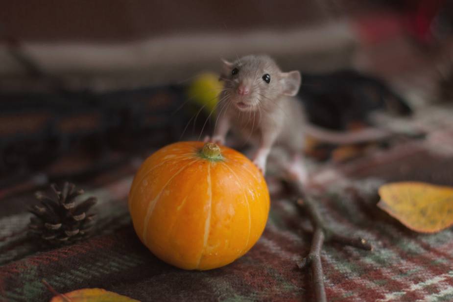 Rat touch the pumpkin_Ksenia Jey_Shutterstock
