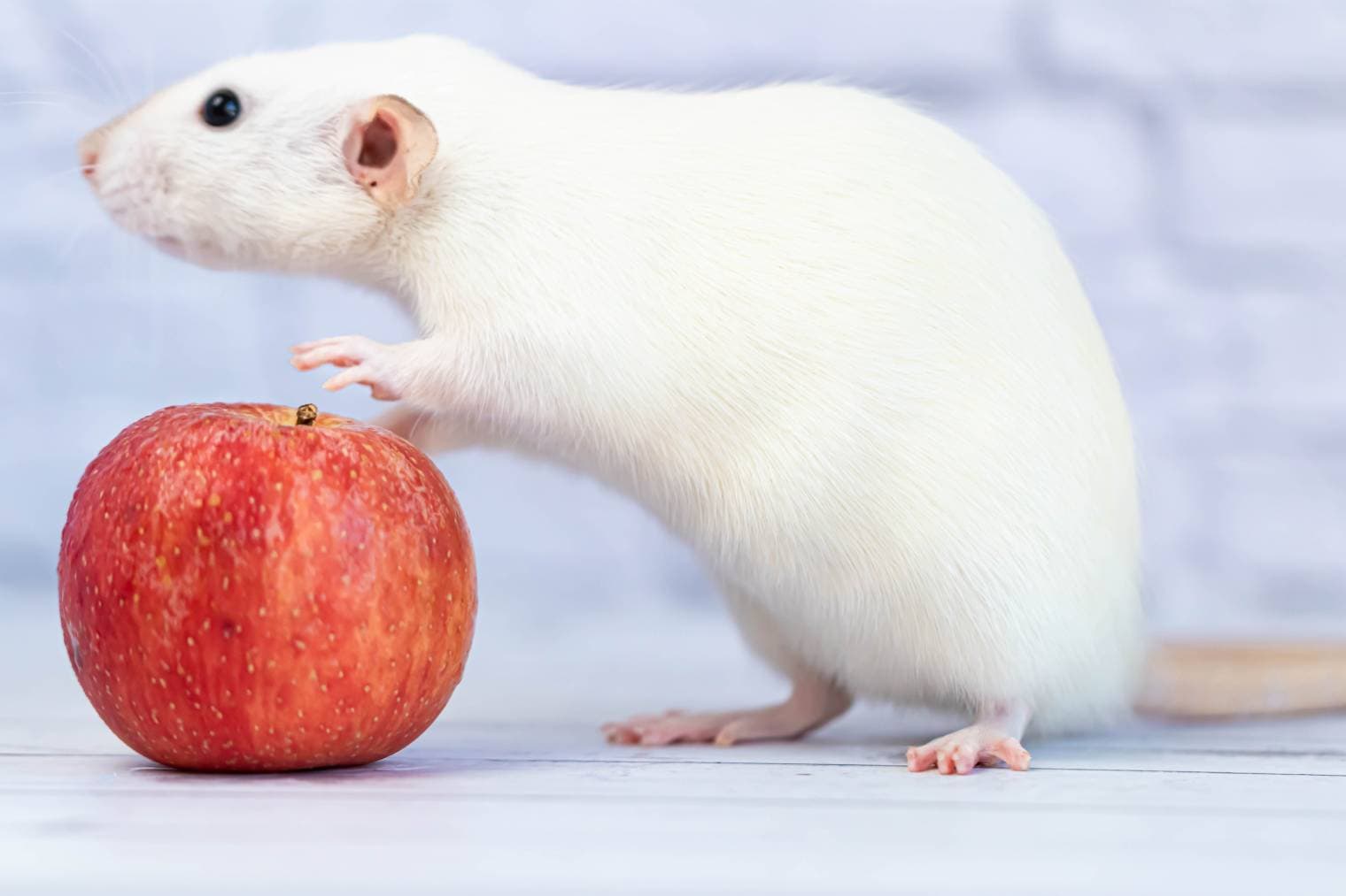 Can Rats Eat Apples? What You Need to Know! | Pet Keen