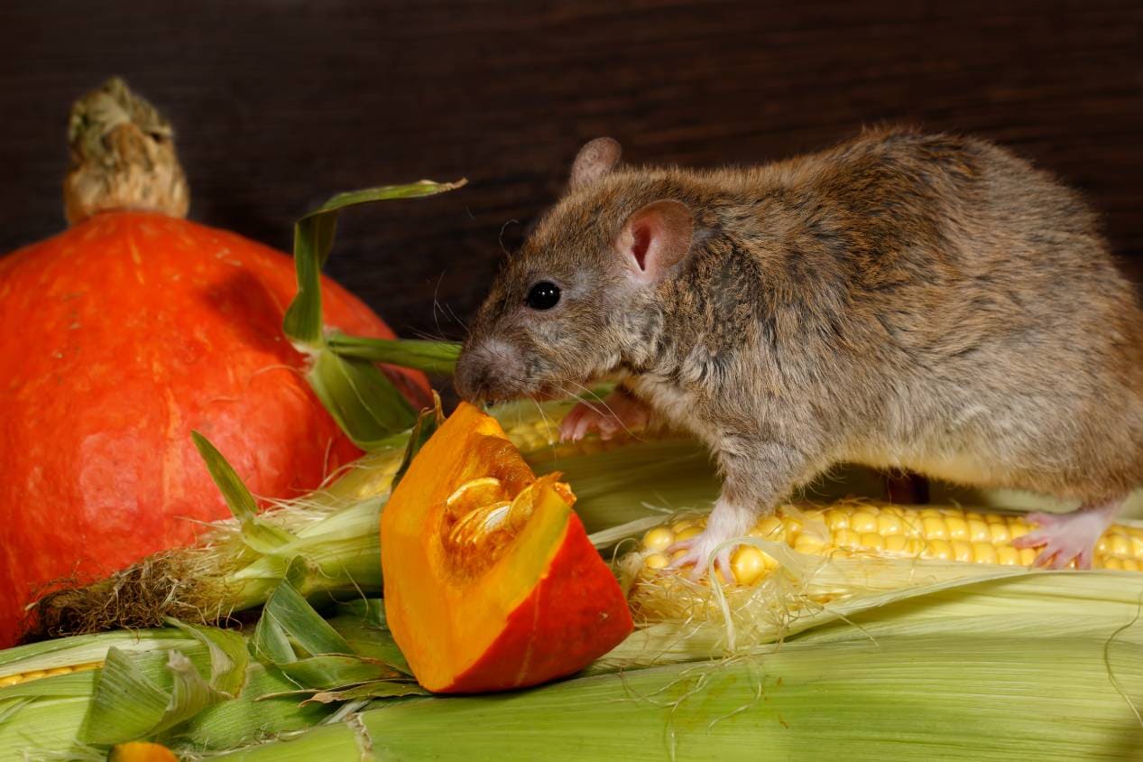 चूहे कद्दू खाते हैं क्लोज़ अप_टोरूक_शटरस्टॉक