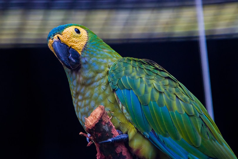 Red-Bellied Macaw: