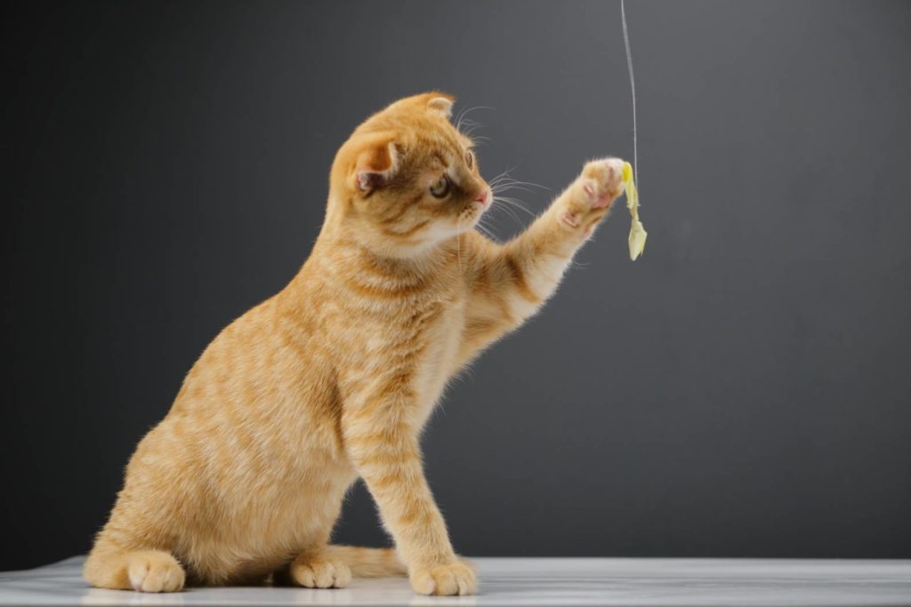 Red Cat playing with a bow on a string