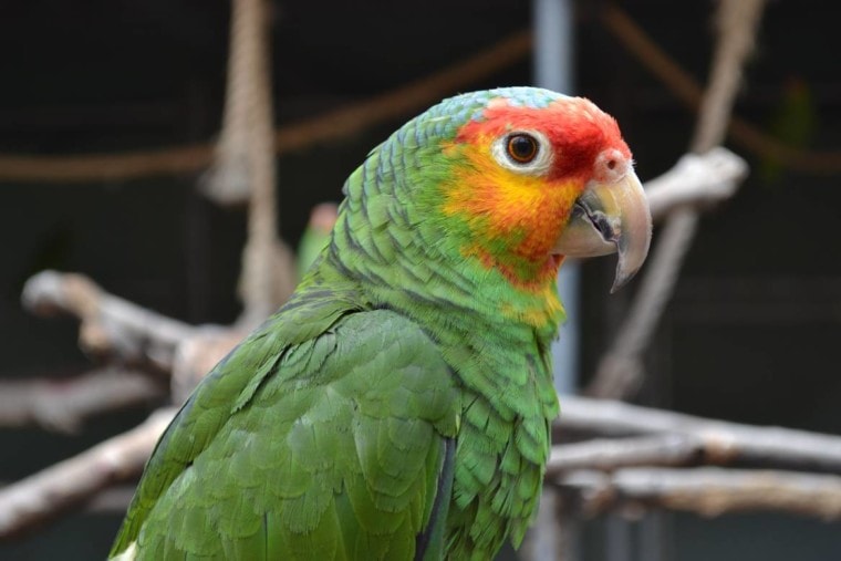 Red-Lored Amazon Parrot close up side view_Alereed_Shutterstock