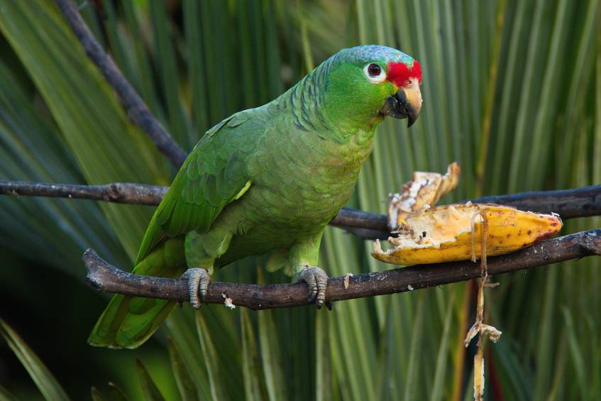 Red-Lored Amazon Parrot eating_Karel Stipek_Shutterstock
