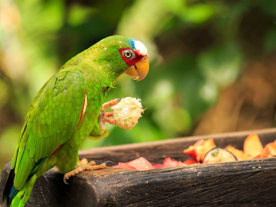 Red-Lored Amazon Parrot side view eating