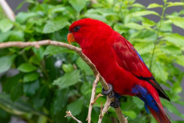 Red Lory side view_Kingma photos_Shutterstock